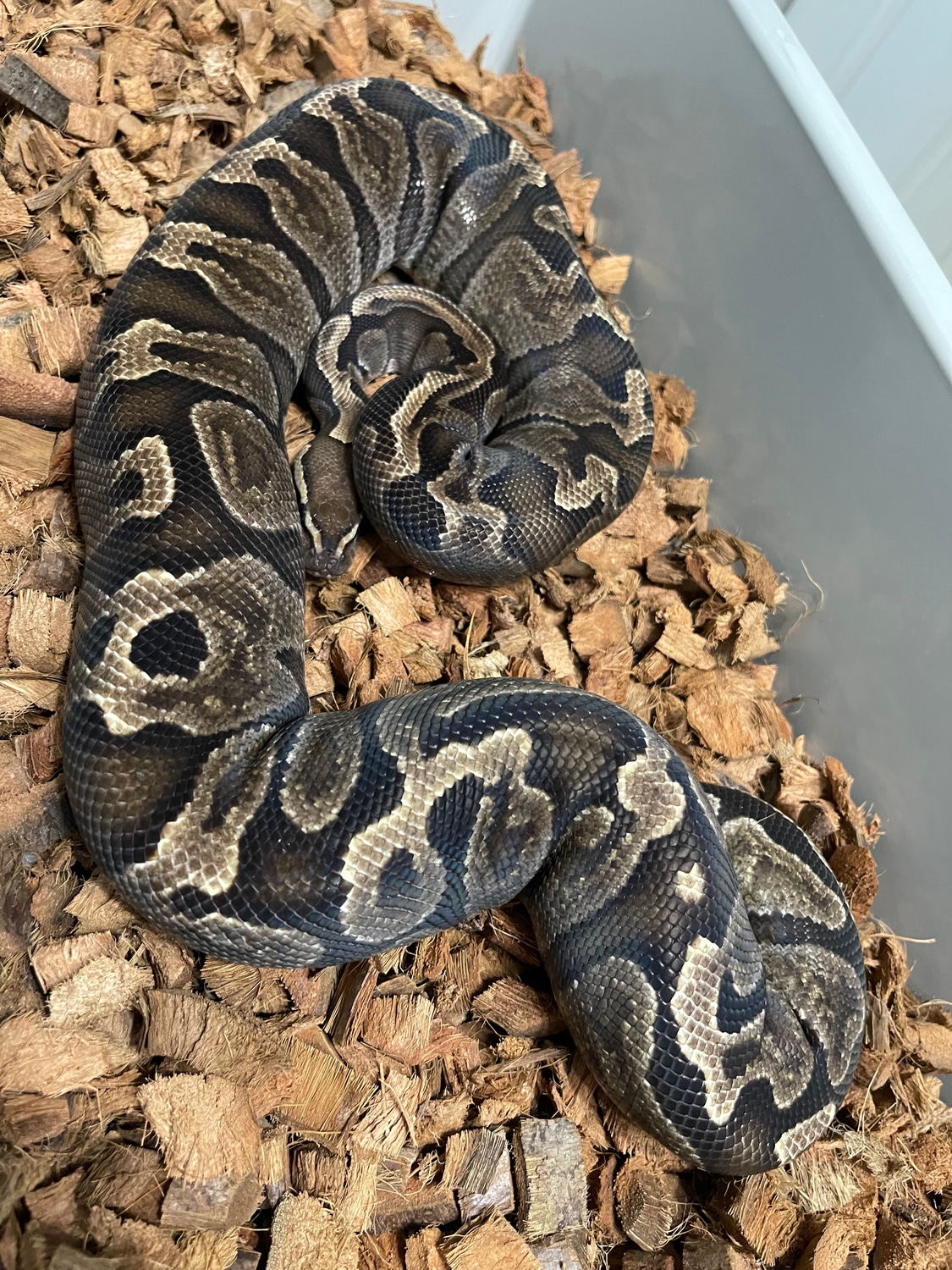 GHI Het Lavender Albino Ball Python by Mad Mac Pythons - MorphMarket