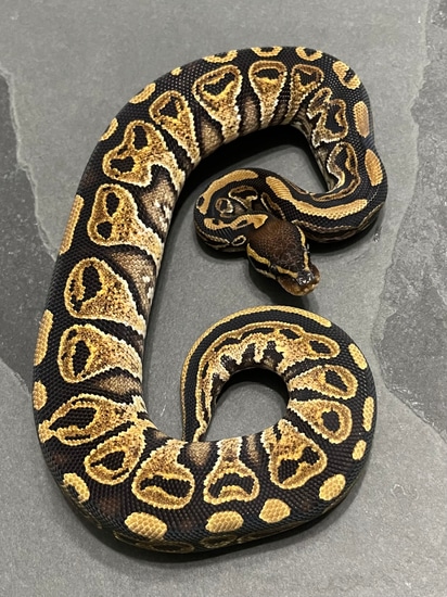 Hurricane Yellowbelly Ball Python by Mad Mac Pythons