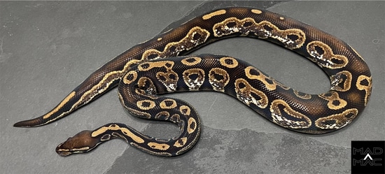 Proven Hurricane Calico Yellowbelly Ball Python by Mad Mac Pythons