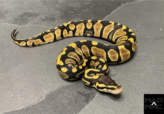 Chocolate Pastel Het DG 66% Het Clown Pos Het Hypo Ball Python by Mad ...