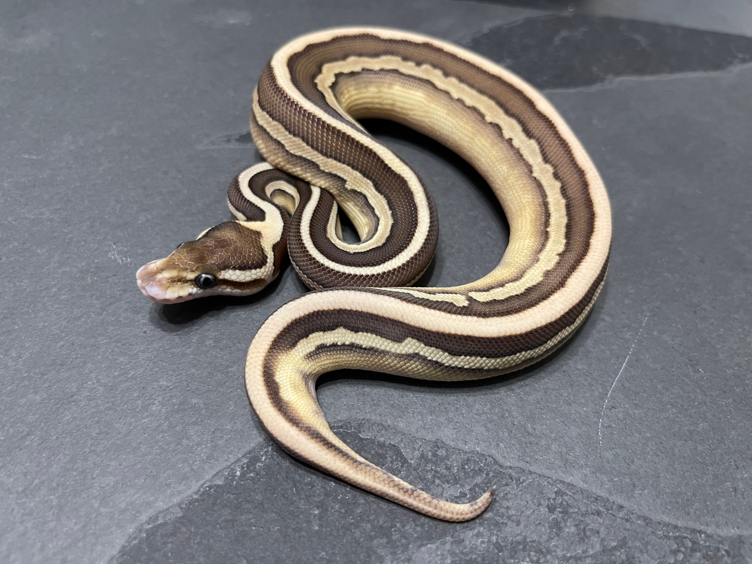 Leopard Cinnamon Lesser Het Pied Ball Python by Mad Mac Pythons ...