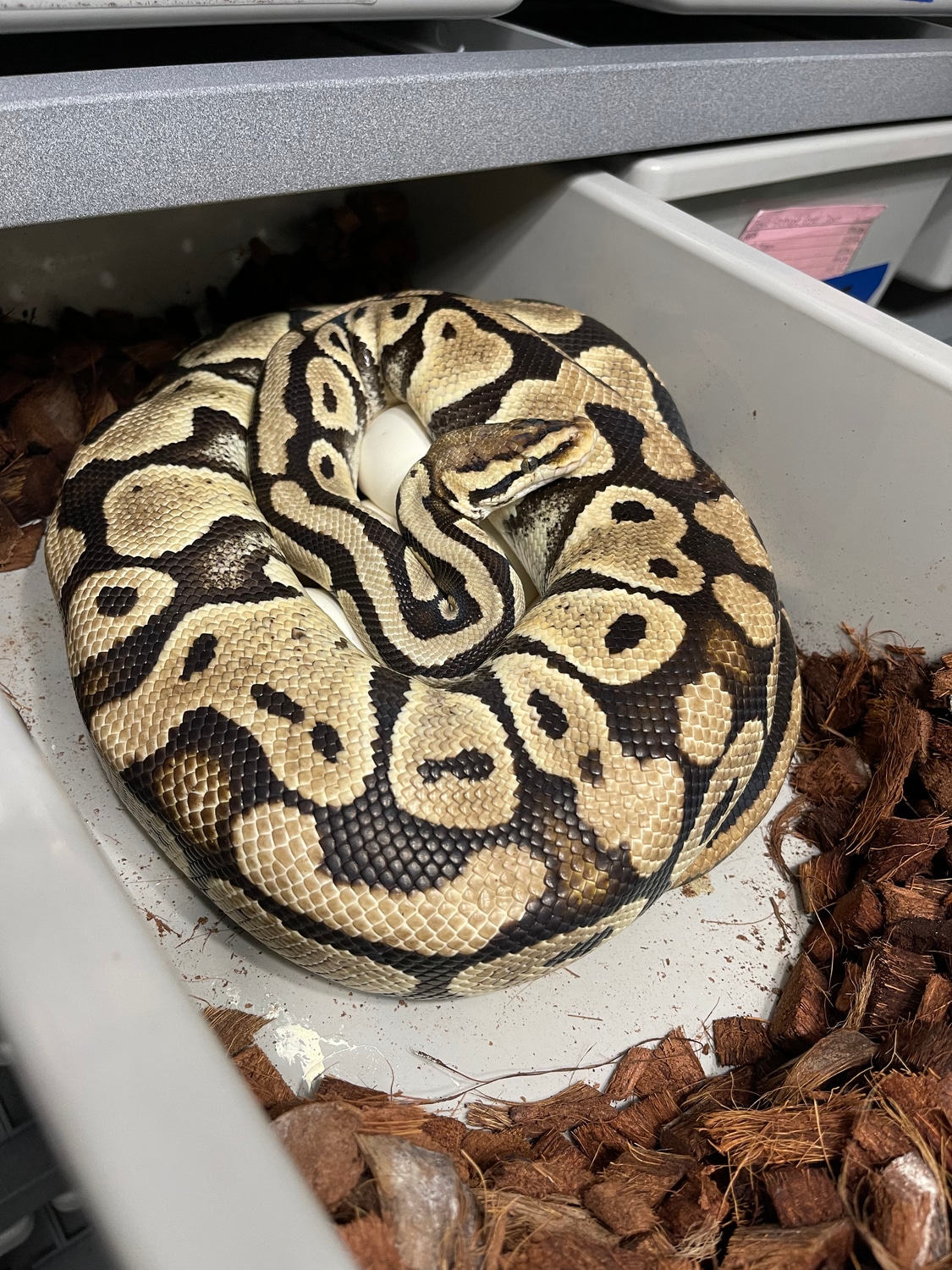 10 Egg Pastel 100% Het Clown Ball Python by Mad Mac Pythons - MorphMarket