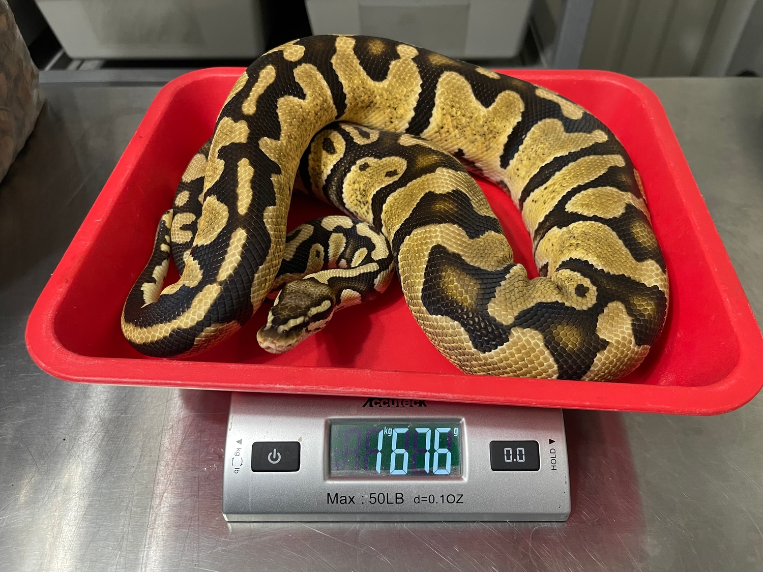 Pastel Het Lavender Pos Het Pied Ball Python by Mad Mac Pythons ...