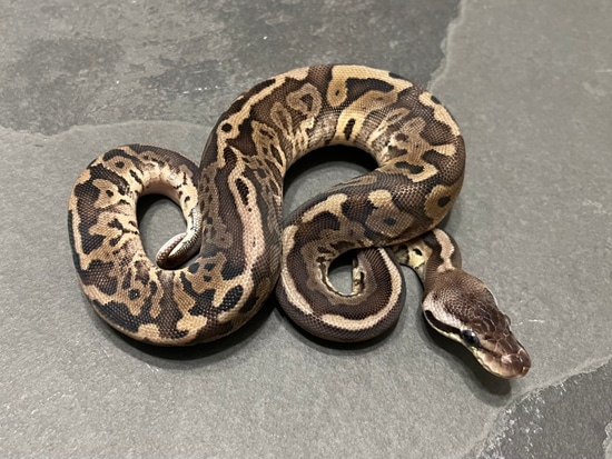 Mad Mom Python Sandblast Leopard Cinnamon Yellowbelly 50% Het Pied Ball Python by Mad ...