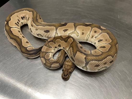 Adult Clown Ball Python by Mad Mac Pythons