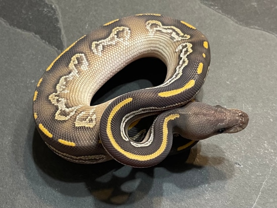 Hypo Blackhead Huffman Mojave Ball Python by Mad Mac Pythons