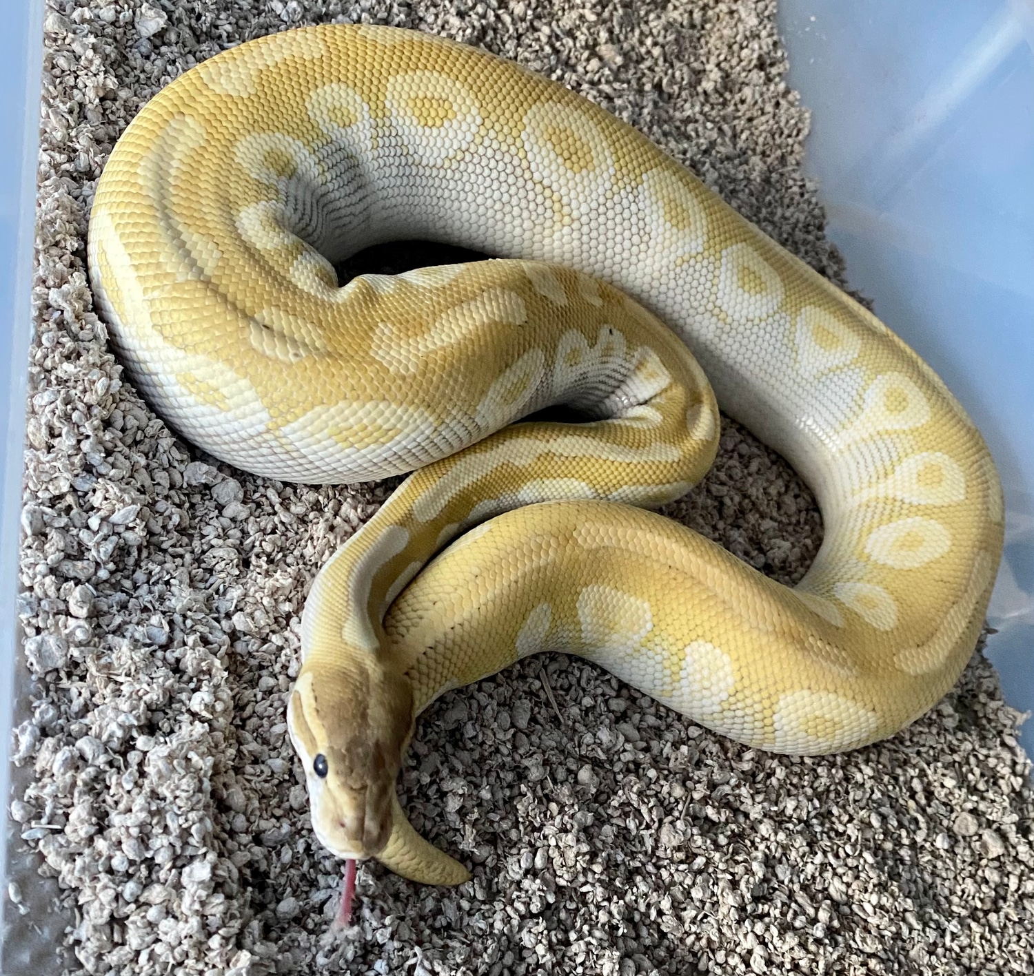 Crystal Ball Python by Infinite Morphs - MorphMarket
