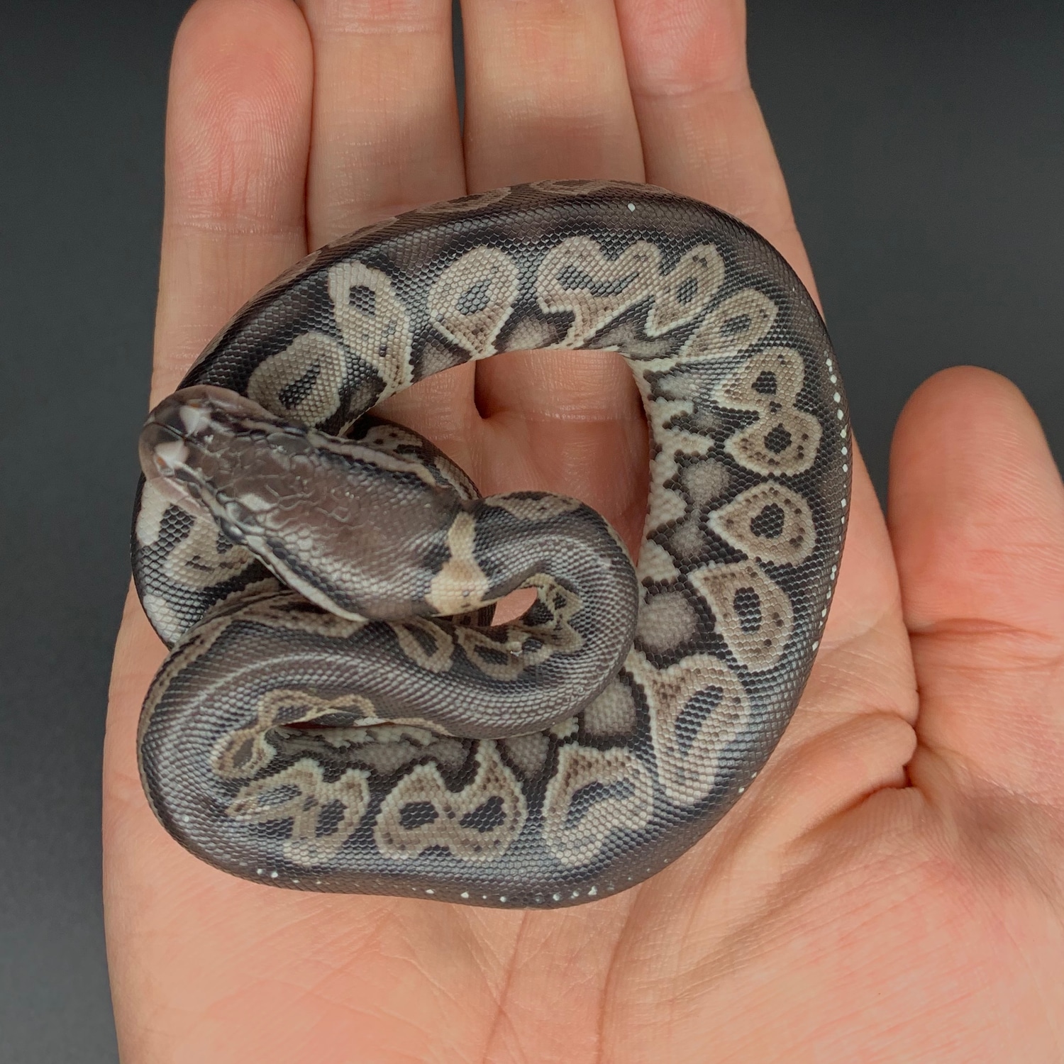 Red Axanthic Ball Python by Tutti Frutti Snakes - MorphMarket
