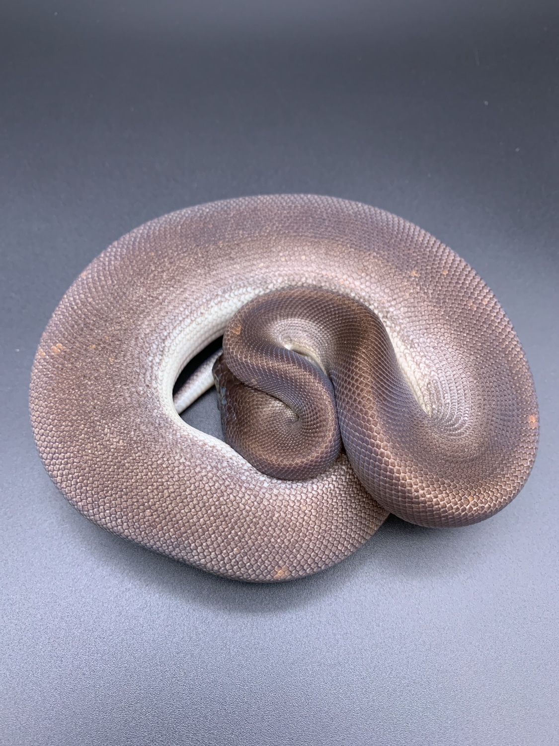 Super Cinnamon Het Genetic Stripe Ball Python by Tutti Frutti Snakes ...