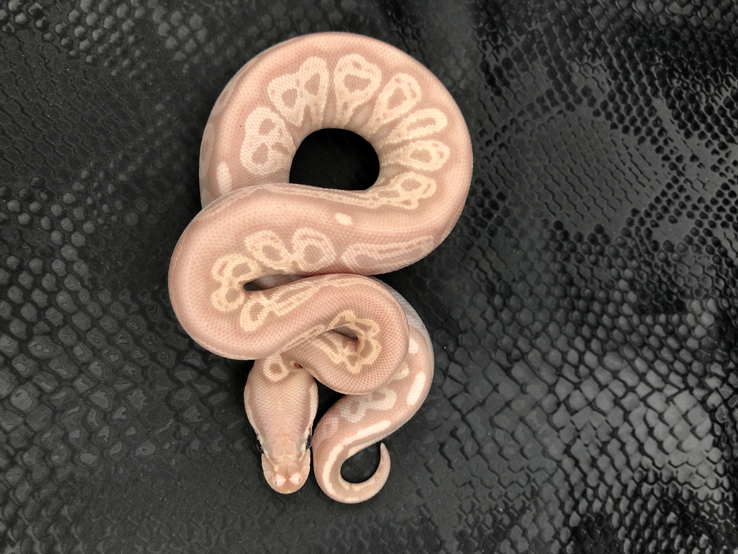 Banana Red Axanthic Ball Python by Tutti Frutti Snakes MorphMarket