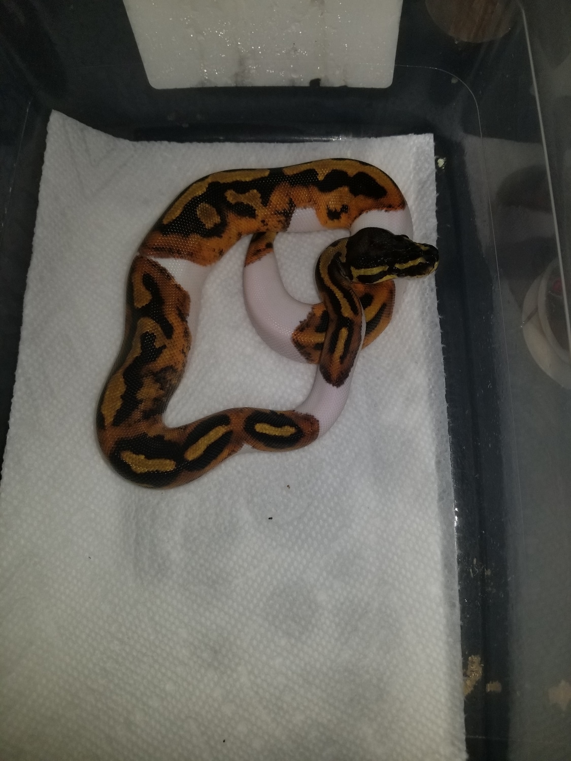 Piebald Ball Python by Pa Ball Pythons MorphMarket