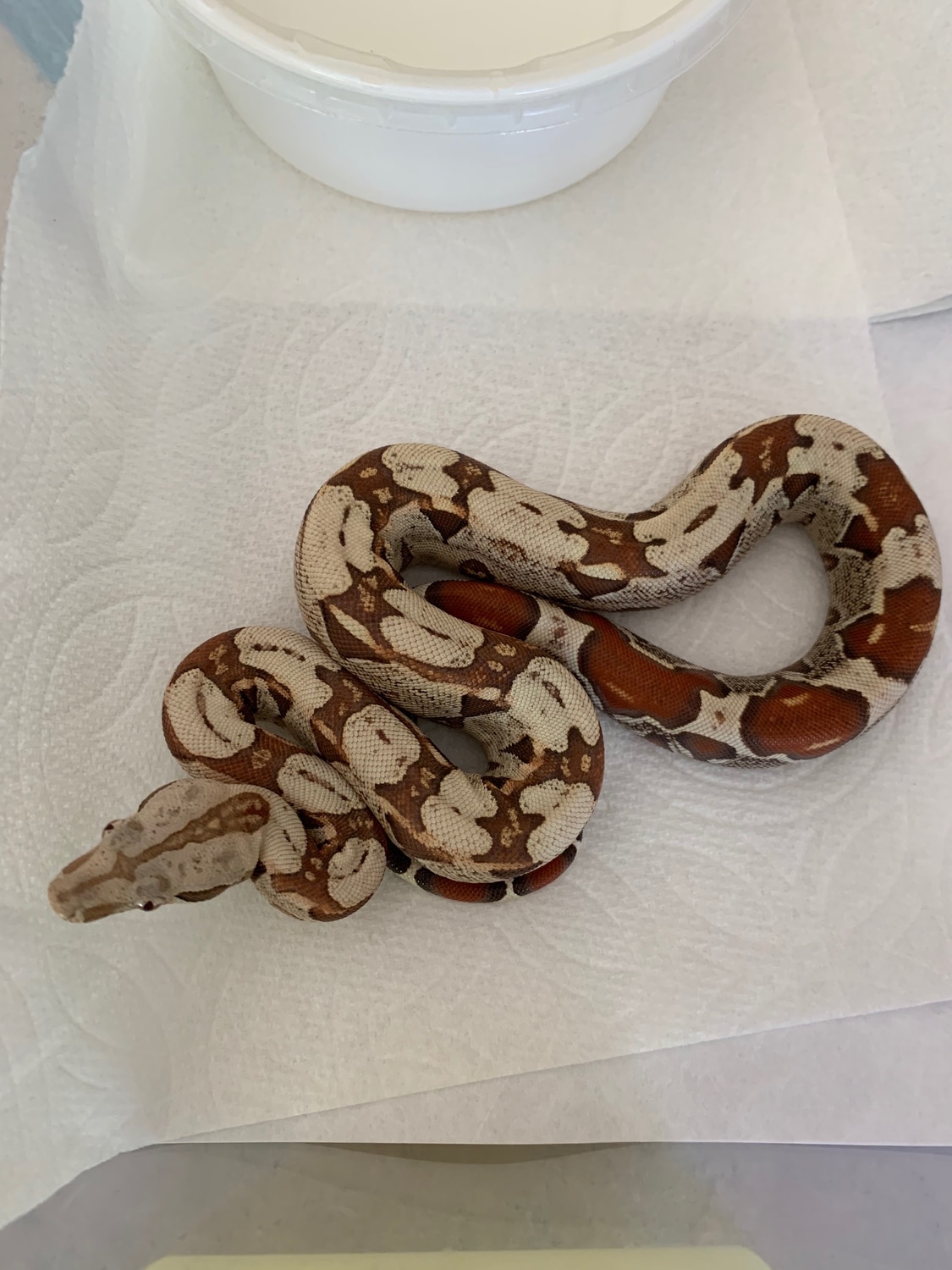 VPI T+ Albino Boa Boa Constrictor by Western Herpetological Research