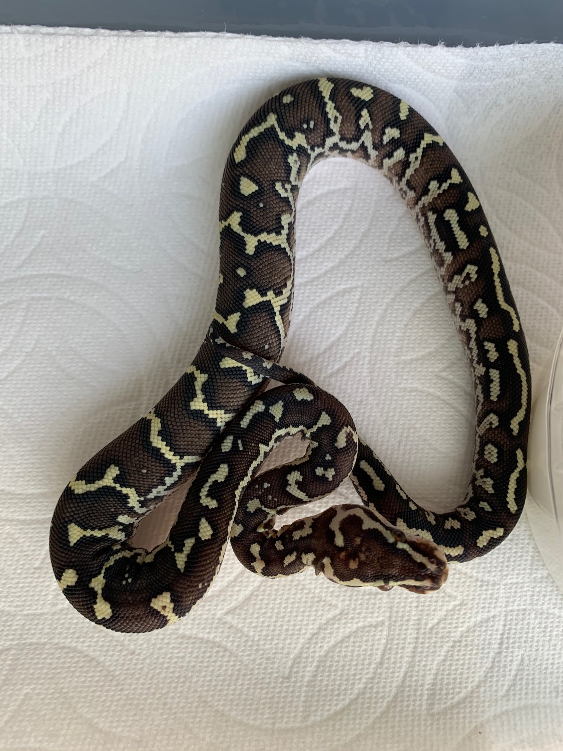 Angolan Python by Western Herpetological Research Institute - MorphMarket