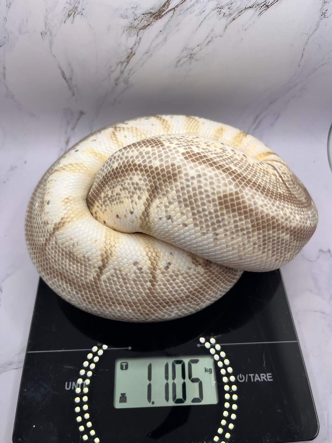 Queen Bee Ball Python by Wicked exotics - MorphMarket