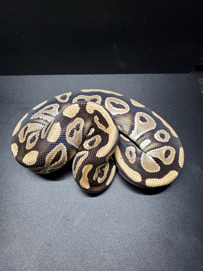 Phantom Het Caramel Ball Python by Goodys Exotics