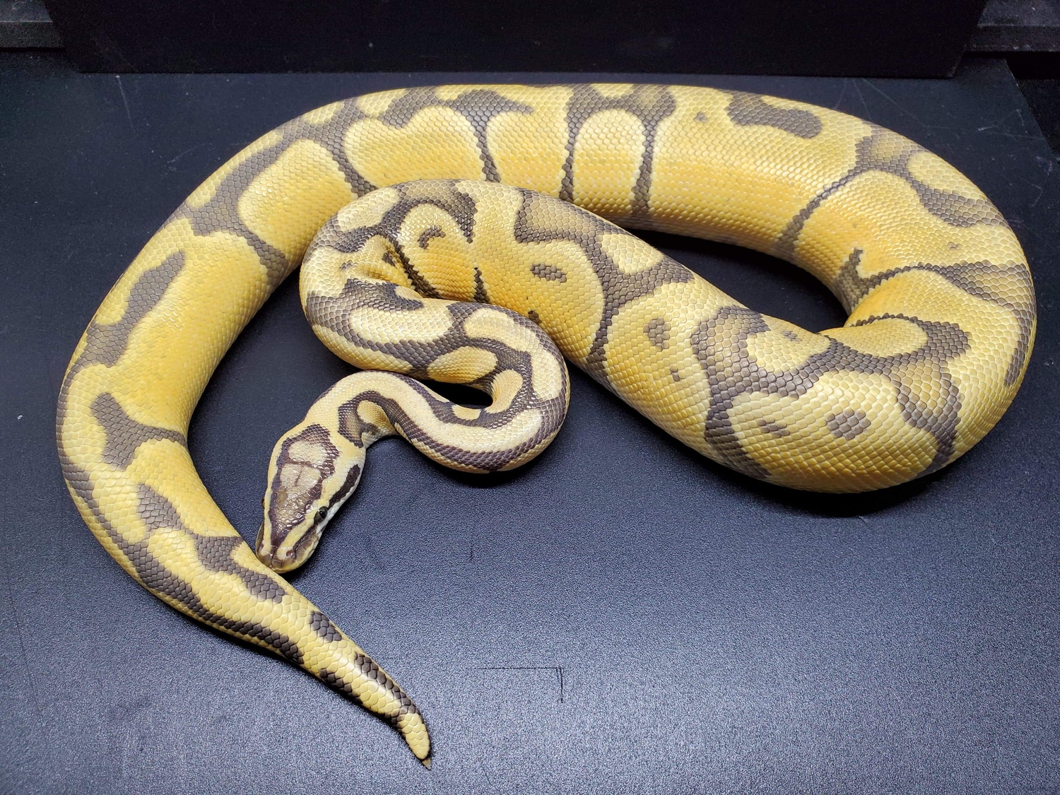Pastel Enchi Hypo Ball Python by Goodys Exotics - MorphMarket