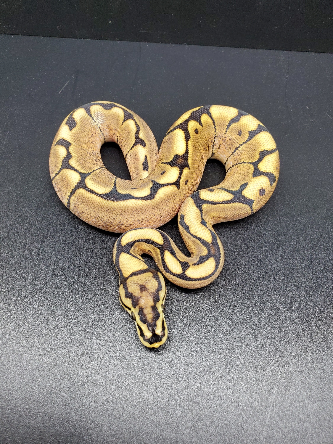 Spider Pos Yellow Belly Ball Python by Goodys Exotics - MorphMarket