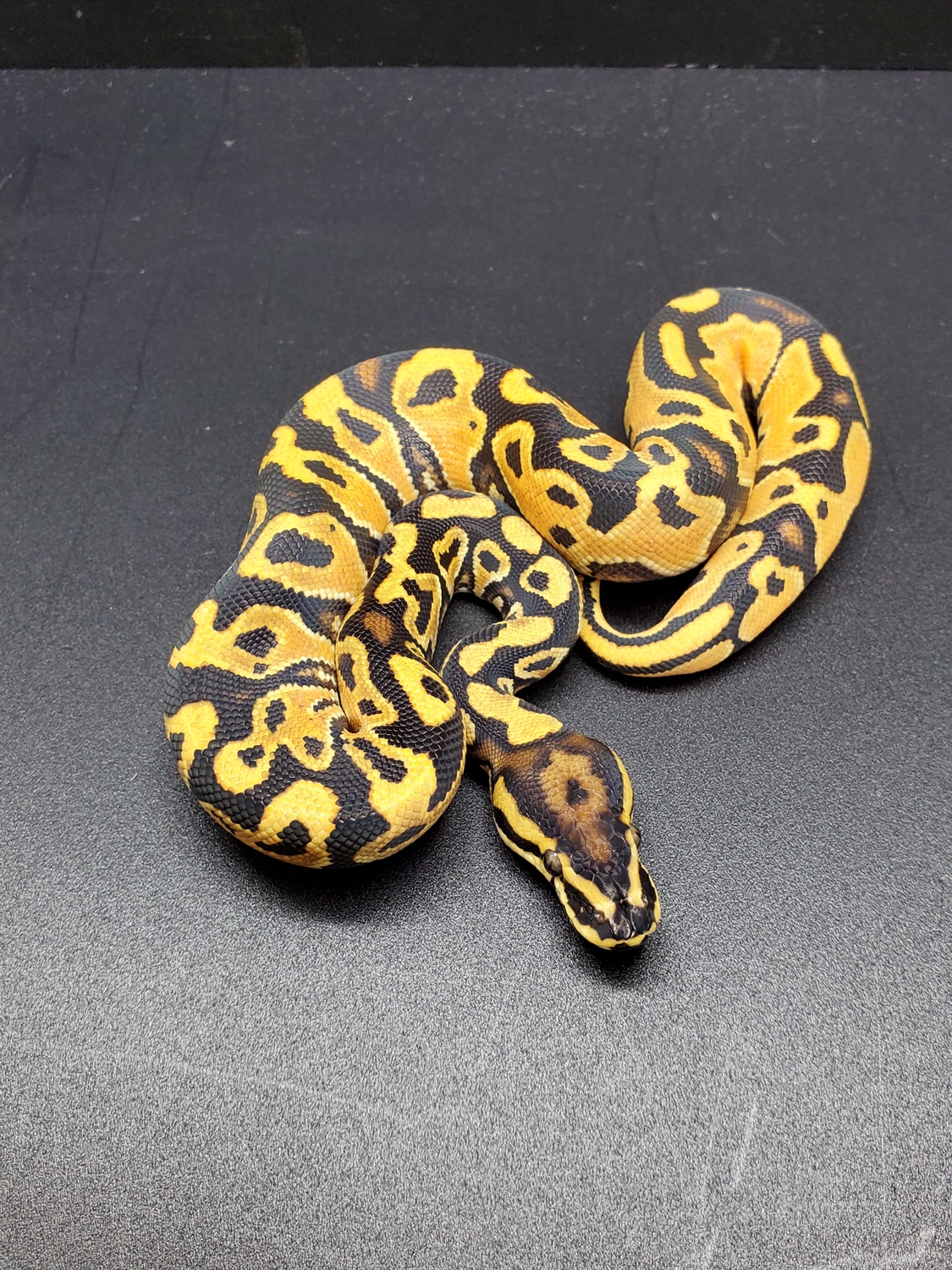 OD Yb Jungle Woma SALE PRICE Ball Python by Goodys Exotics MorphMarket
