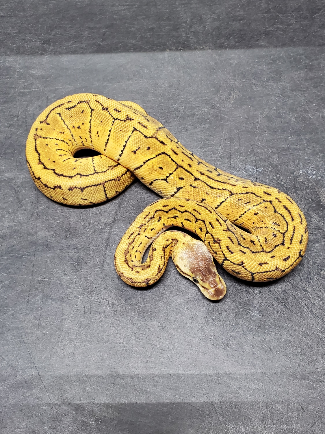 Lemon Pastel Blast Ball Python by Goodys Exotics - MorphMarket