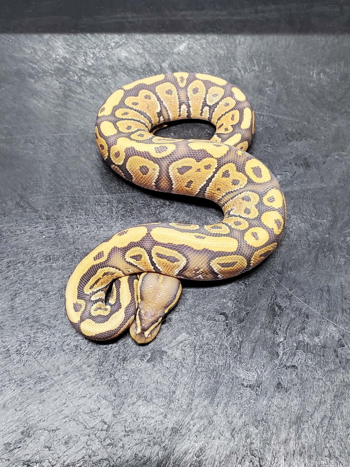 Hypo Ball Python by Goodys Exotics - MorphMarket