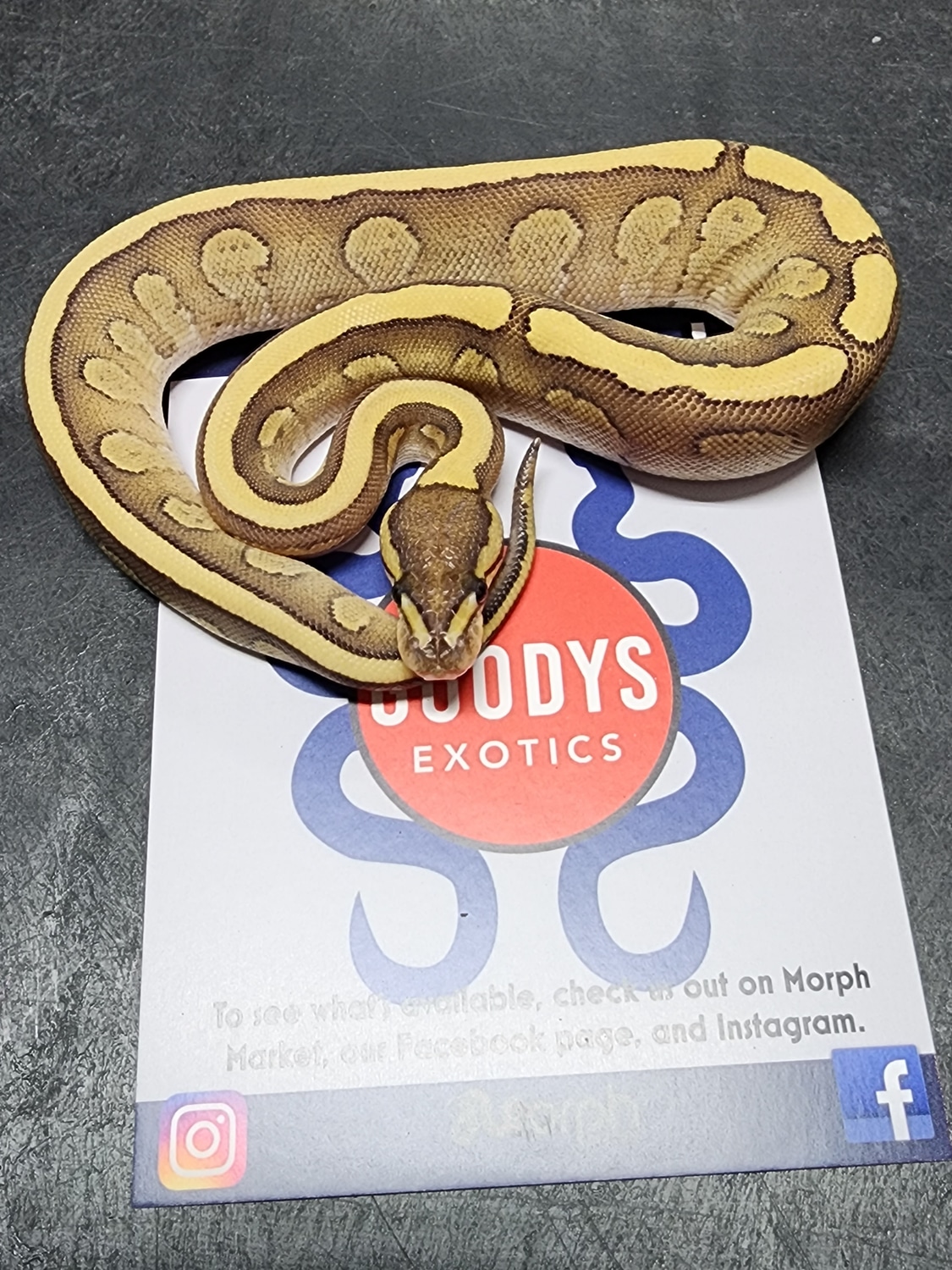 Red Stripe Fire Mojave FREE SHIPPING Ball Python by Goodys Exotics ...