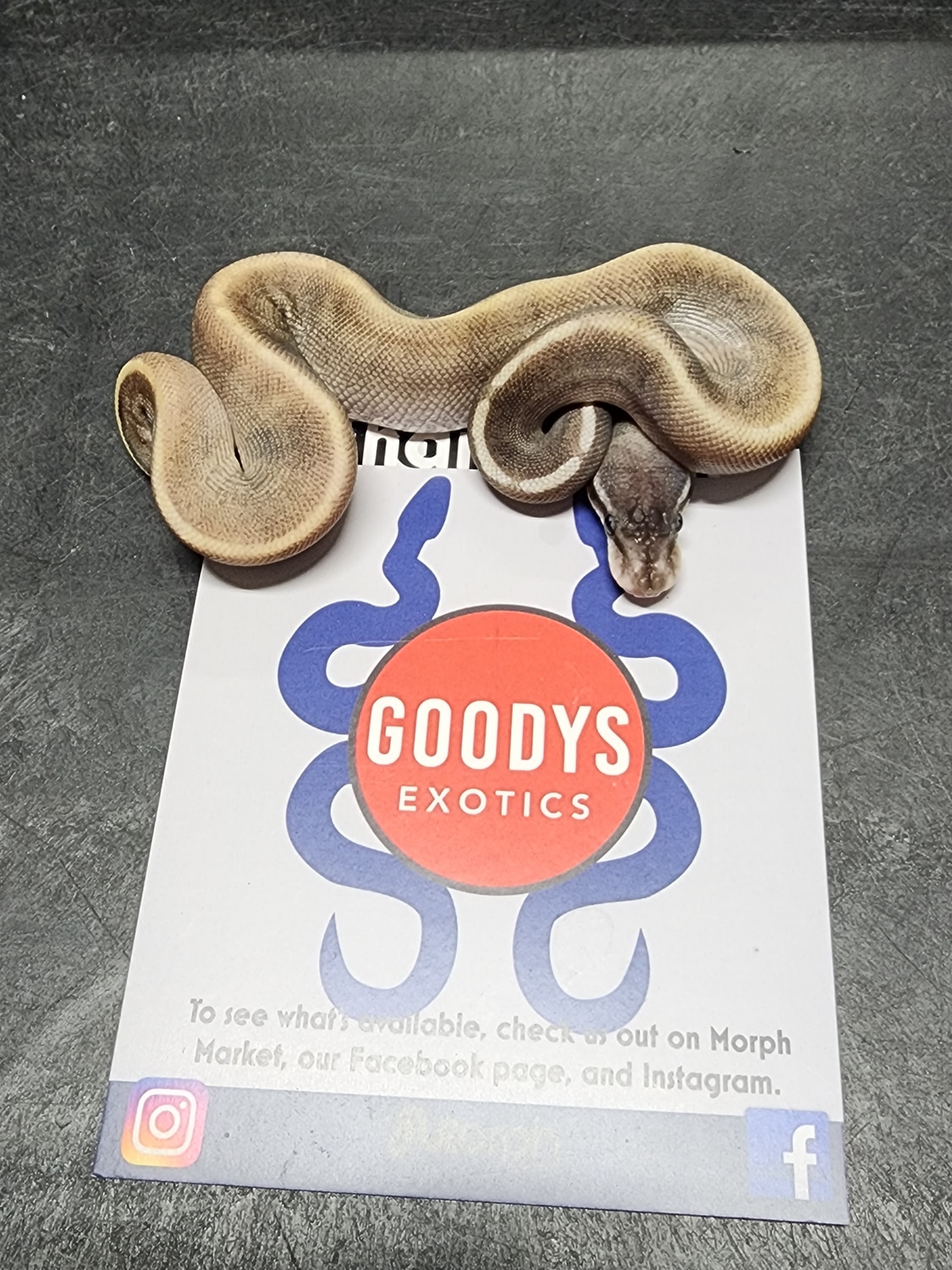 Black Head Pastave GHI Het Hypo Poss Red Gene Ringer Gene Ball Python ...