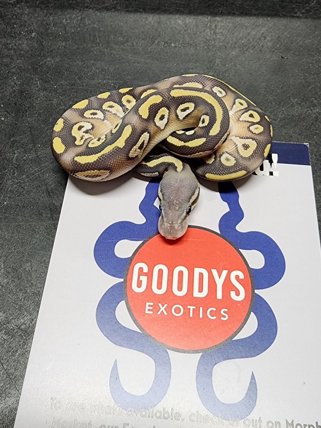 Black Head Pastave Hypo Poss Ringer Gene Ball Python by Goodys Exotics ...