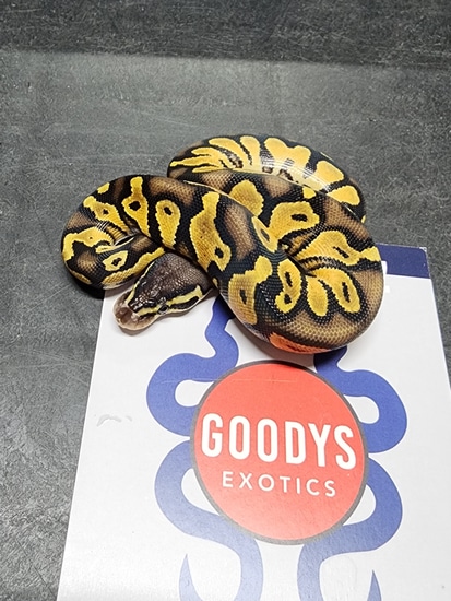 Black Head Pastel Red Gene Het Hypo Ball Python by Goodys Exotics