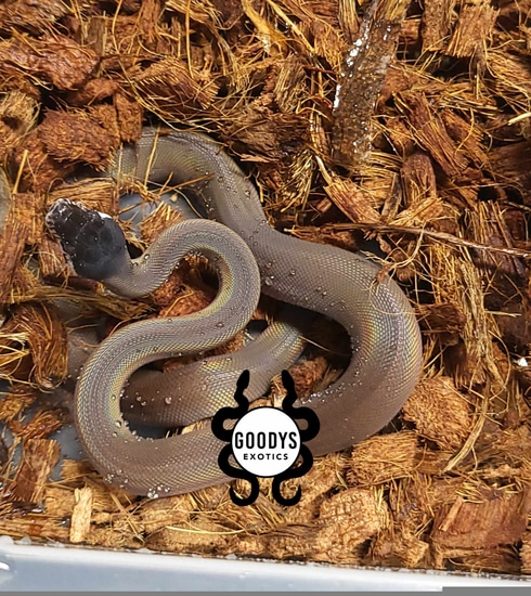 CB Southern White Lip White-Lipped Python by Goodys Exotics