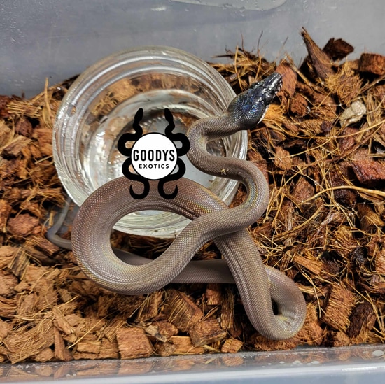 REAL Captive Bred Male Southern White Lip White-Lipped Python by Goodys ...