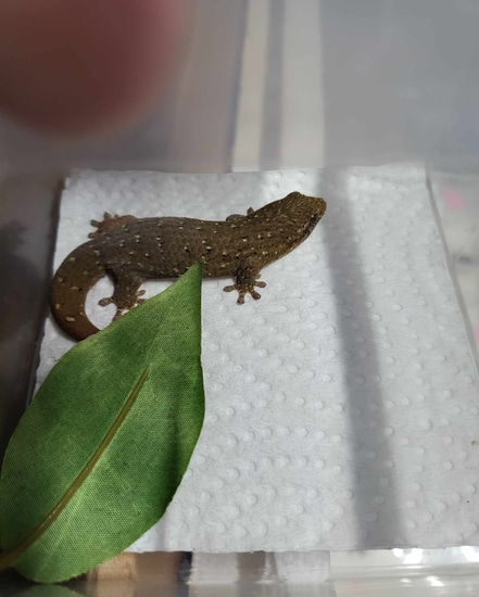 Glecko Fish Fish Scale Geckos - Geckolepis Maculata More Gecko by Goodys Exotics