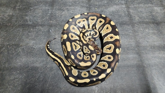 Blackhead Pos Dh Hypo Clown Ball Python by Goodys Exotics
