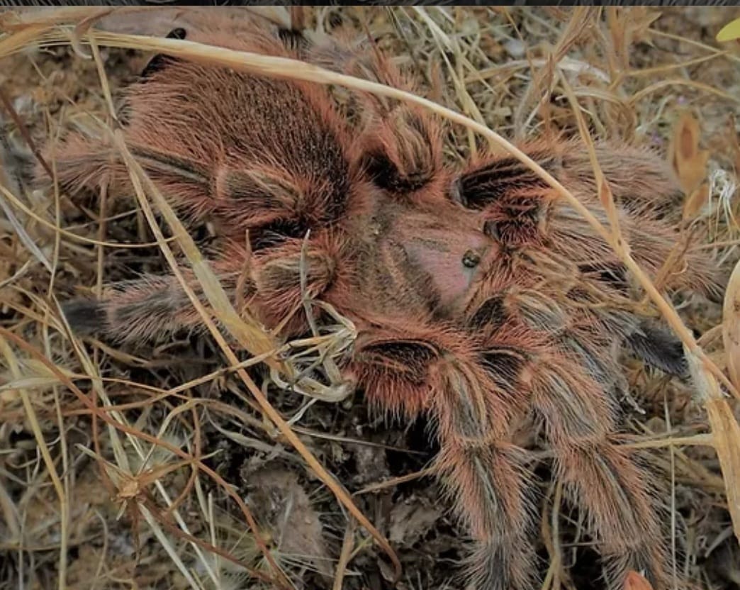 Chilean Rose Hair (Grammostola Rosea) .5" Slings Tarantula by Wicked