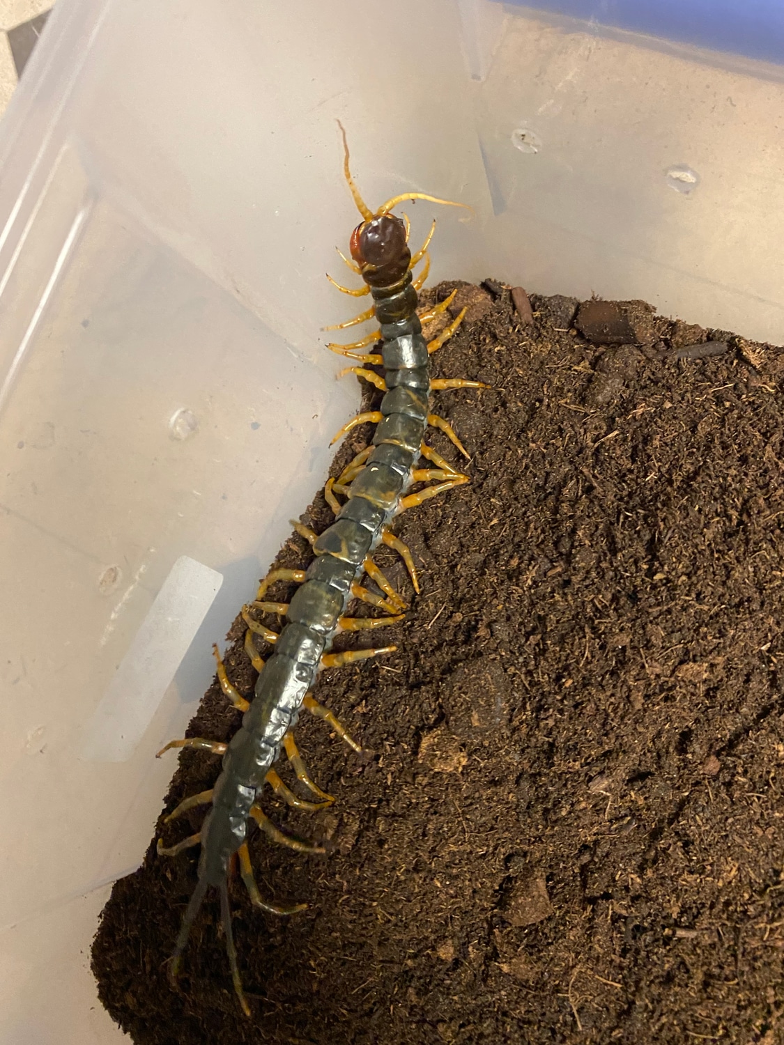 Scolopendra Dehaani Mt. Merapi Type Locality - Largest In Asia - One ...