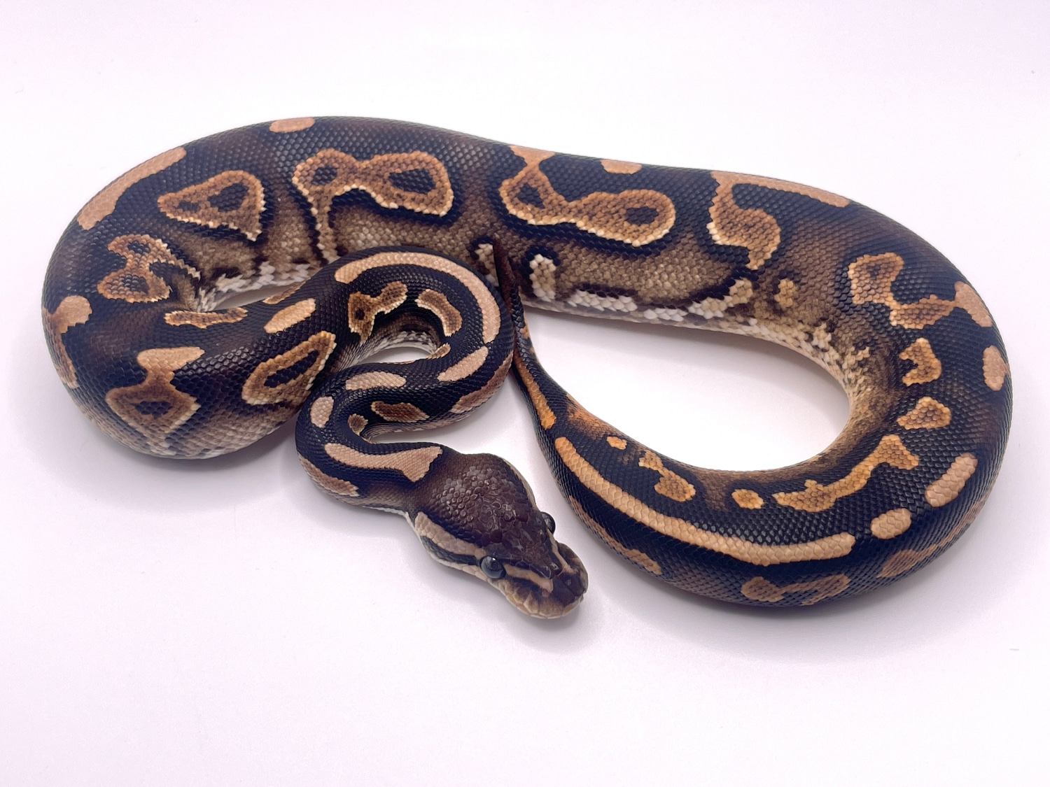 Christmas CinnaGravel Het Cow Ball Python by Wicked Fairy Magic ...