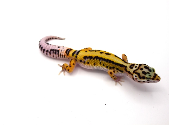 2023 0.1 Lavender Stripe Tangerine Bandit Cross Leopard