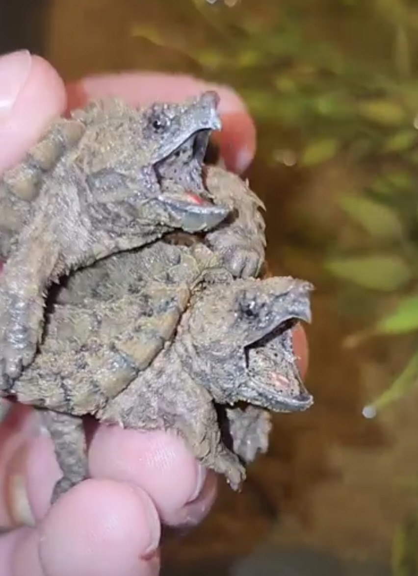 CB Yearling Alligator Snapping Turtle by New England Turtle MorphMarket