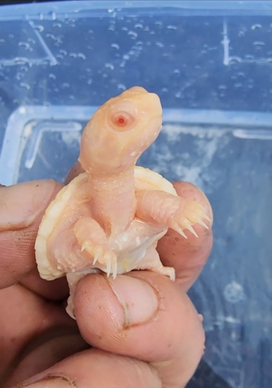 T- Albino Common Snapping Turtle Hatchling by New England Turtle