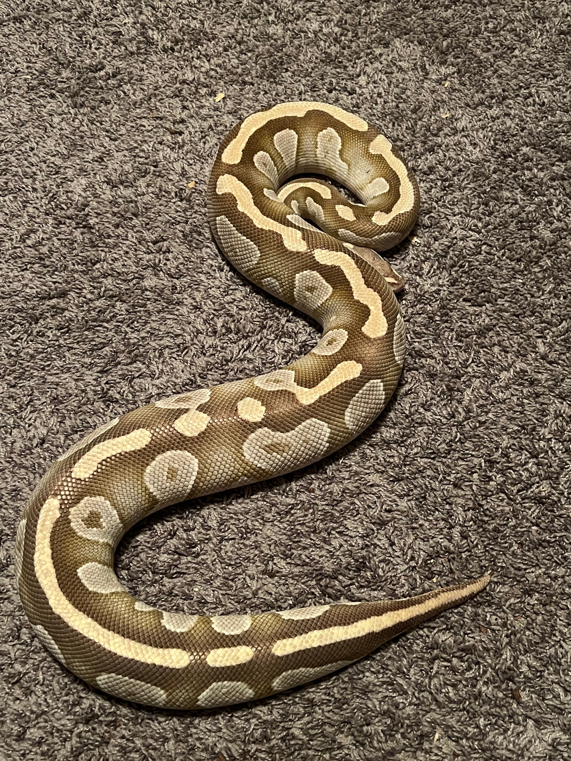 Fire Mojave Ball Python by Wicked Snakes - MorphMarket