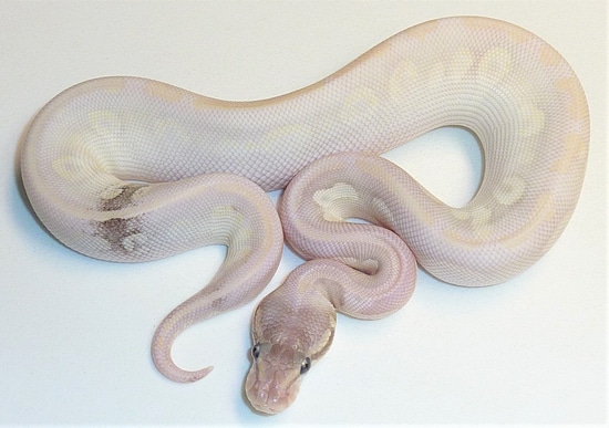 Paradox Opal Diamond Ball Python by Wicked Pink Exotics