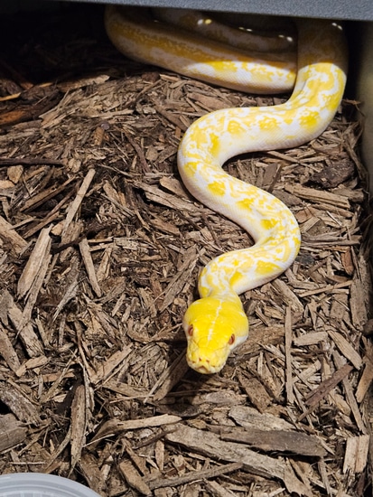 White Albino Marble Reticulated Python by Wicked Pink Exotics
