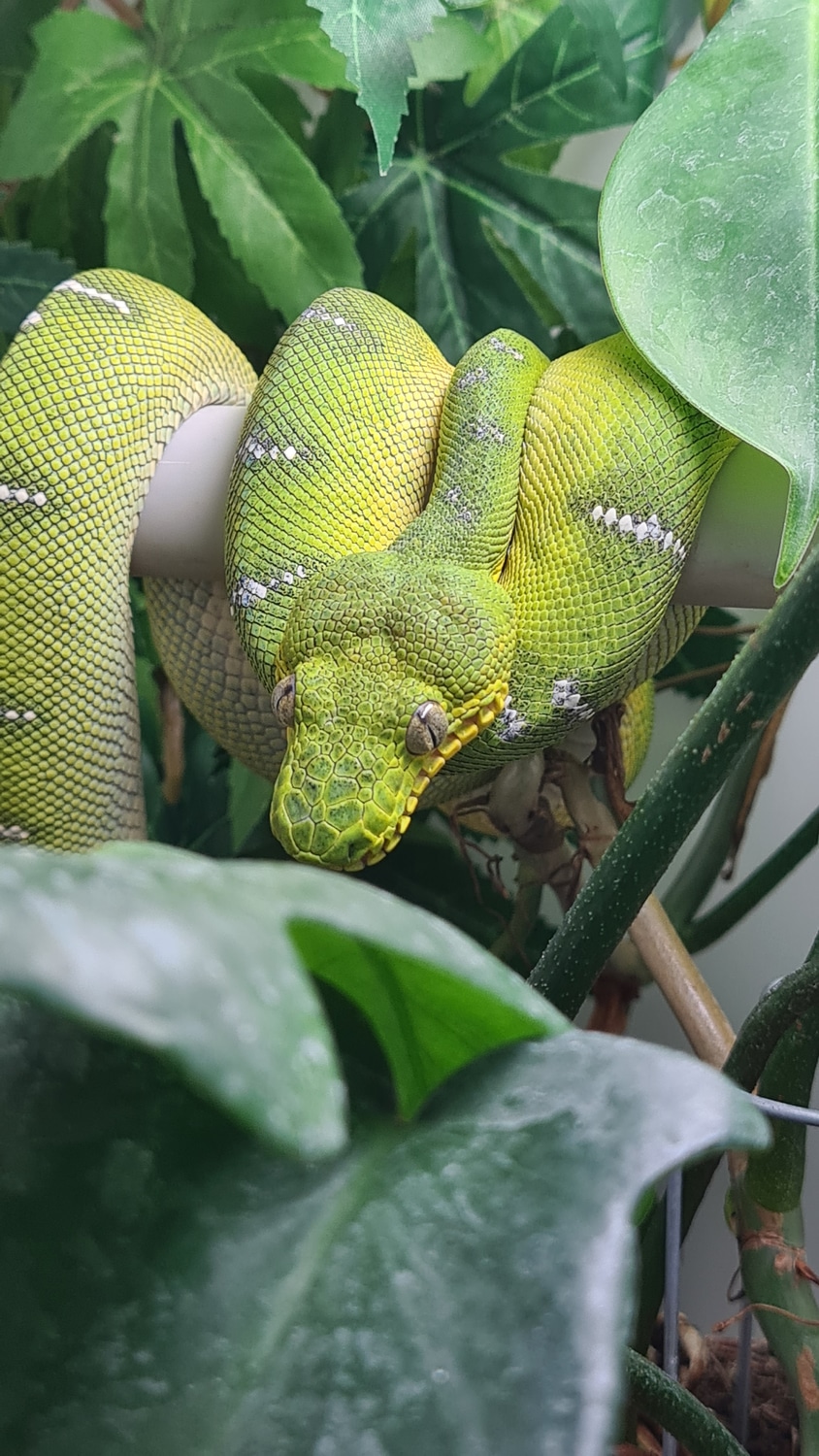 EUCB Emerald Tree Boas Pair Northern Emerald Tree Boa by Wight Vipers