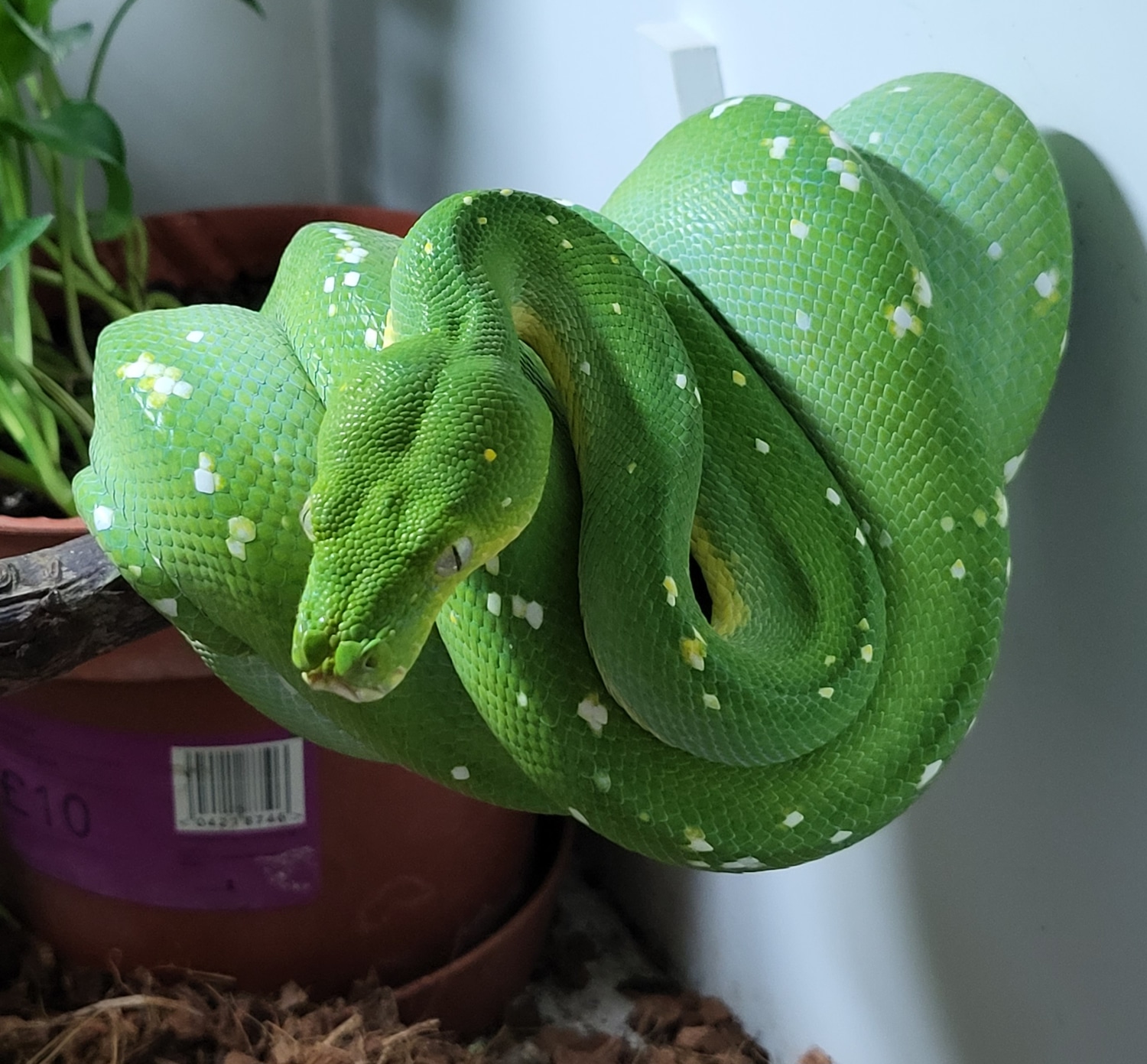 Aru Proven Pair Green Tree Python by Wight Vipers - Exotic Pets and ...