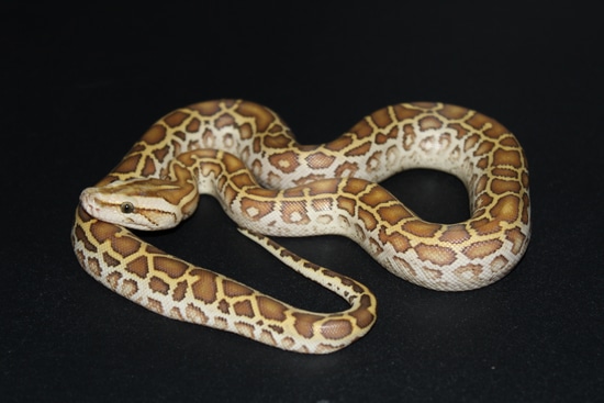 Hypo Het Albino 50% Het Granite/Lab Burmese Python by Phylogeny Reptilia