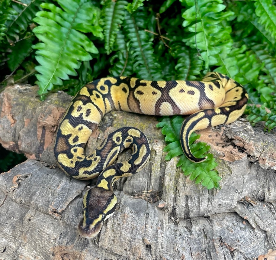 Pastel Het Hypo Ball Python by Phylogeny Reptilia - MorphMarket