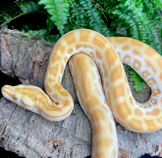 Pearl 50% Het Granite/Labyrinth Burmese Python by Phylogeny Reptilia