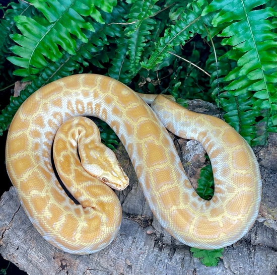 Pearl 50% Het Granite/Labyrinth Burmese Python by Phylogeny Reptilia