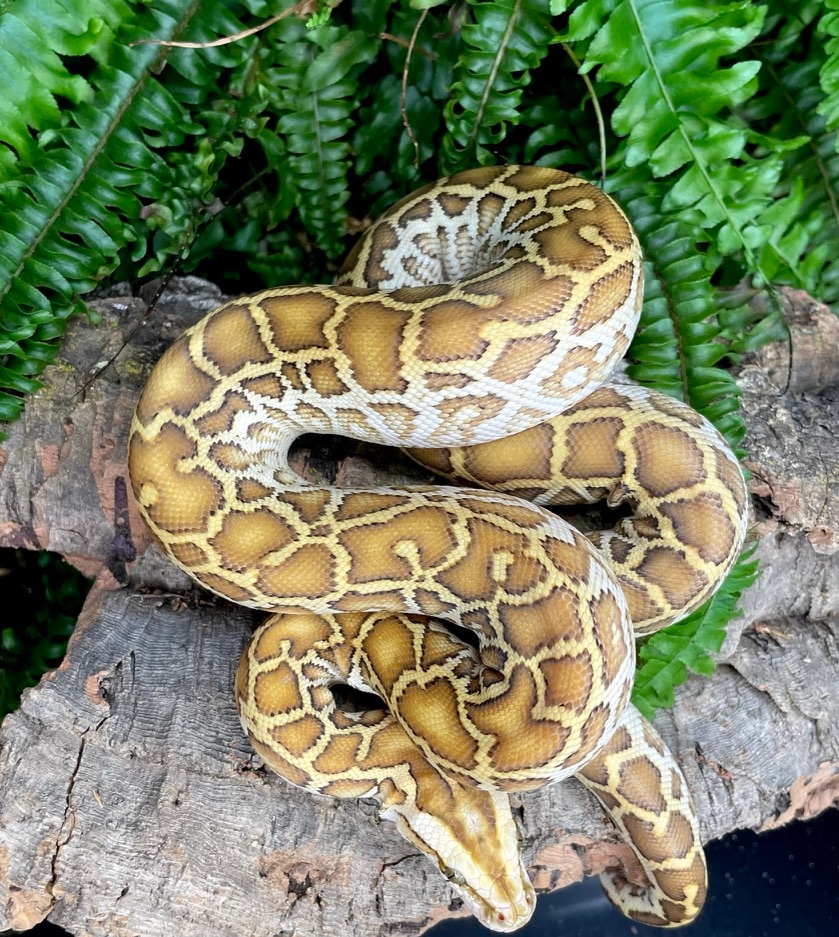 Hypo Het Albino 50% Het Granite/Labyrinth Burmese Python by Phylogeny ...