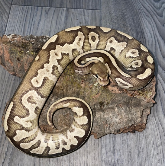 Mojave Enchi Het Pied Ball Python by Phylogeny Reptilia