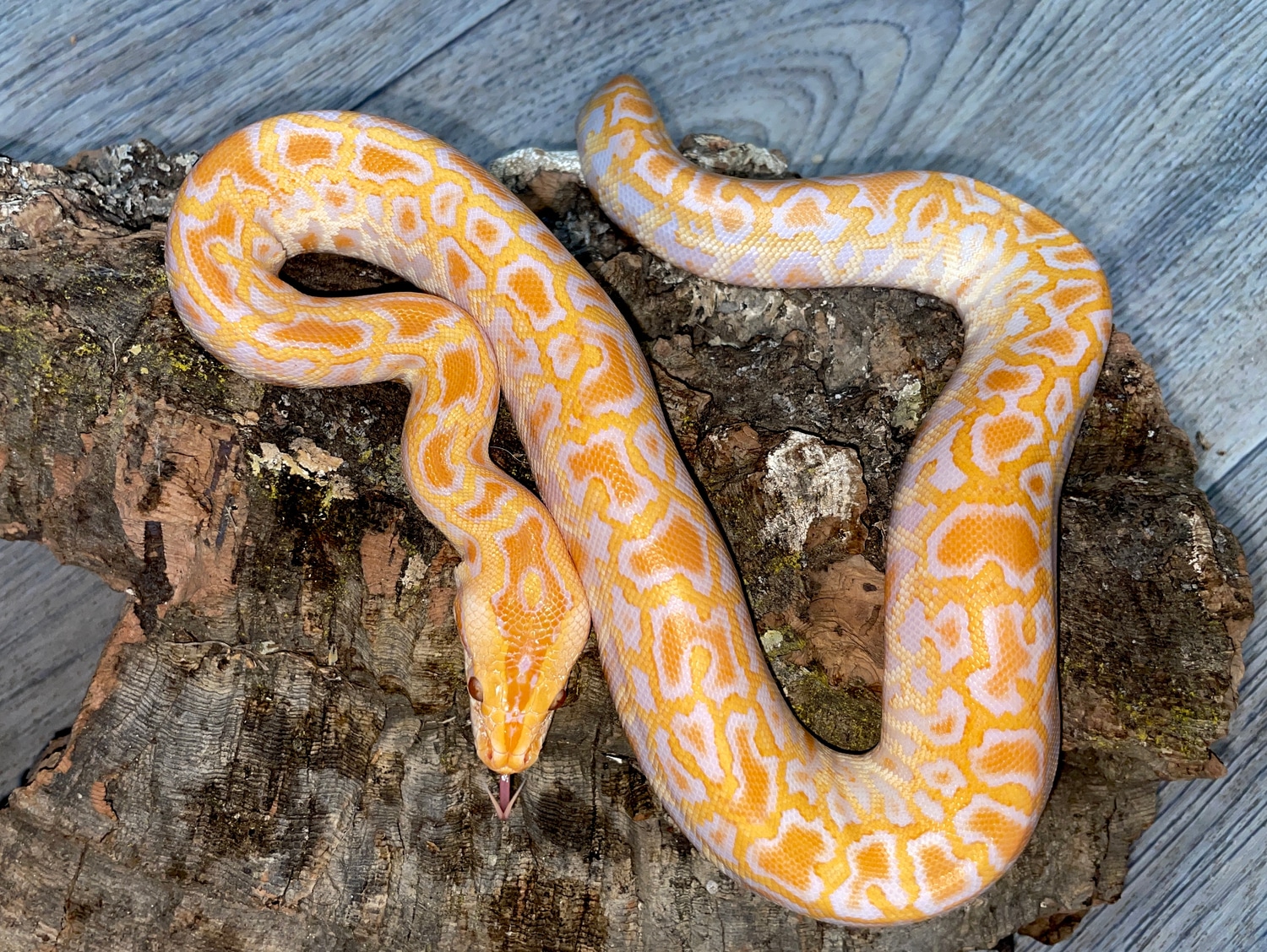 Albino Het Green Het Granite Burmese Python by Phylogeny Reptilia ...